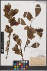 Foto von Salix caprea L. x Salix cinerea L.